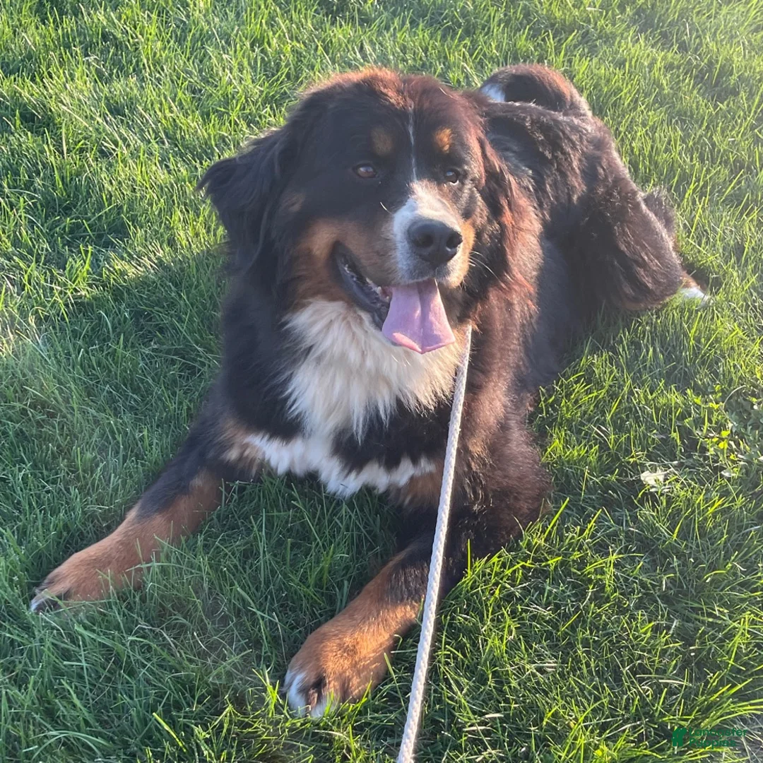 Mini Bernedoodle dogs for sale: Butter - Ad 6