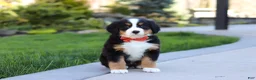 Bernese Mountain Dog dogs for sale: Nala - Ad 9