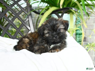Shih Tzu dogs - Ad 2