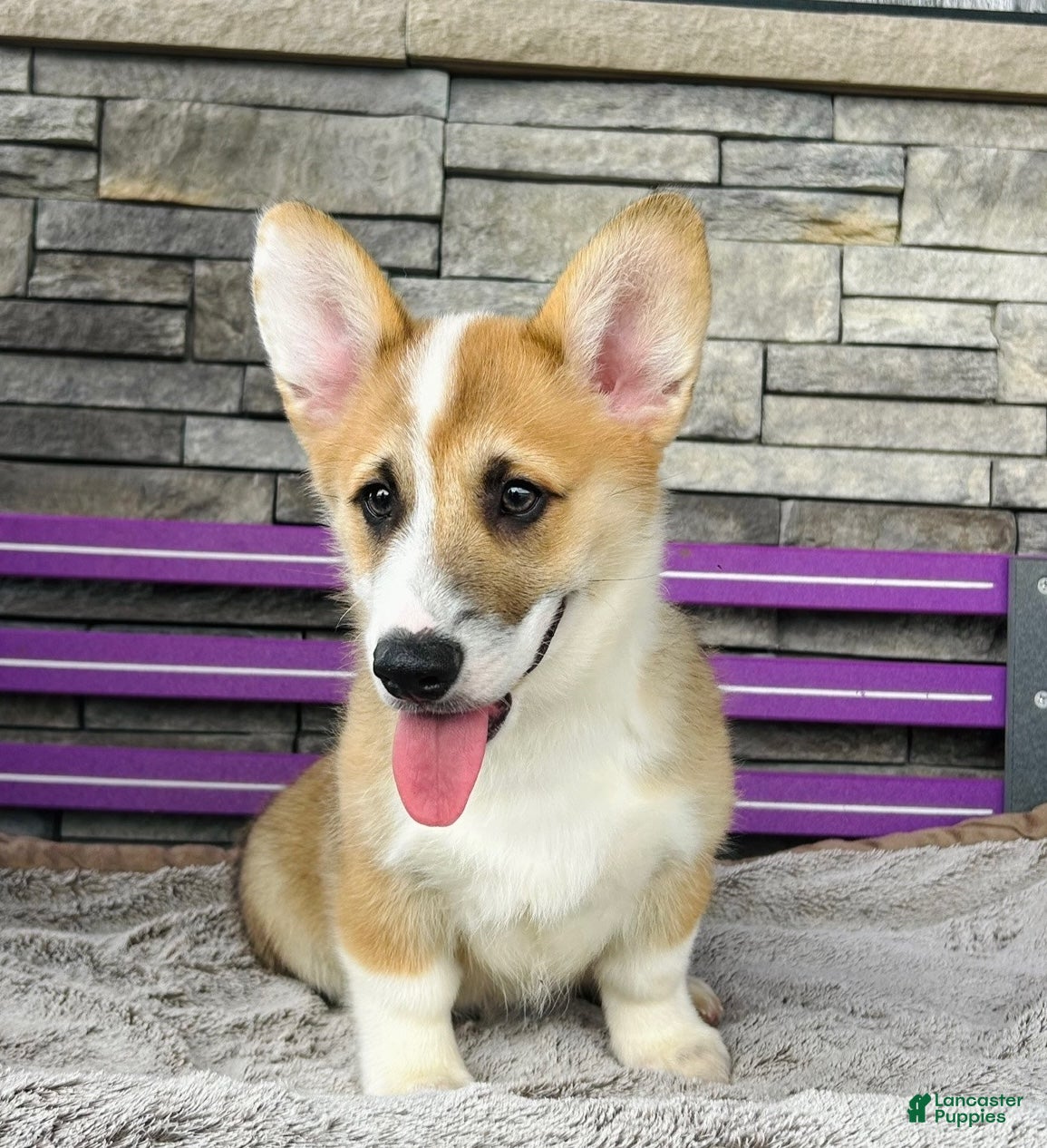 Welsh Corgi Pembroke dogs Johnny Welsh Corgi Pembroke Puppy  - Ad 2