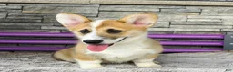 Welsh Corgi Pembroke dogs for sale: Johnny Welsh Corgi Pembroke Puppy  - Ad 2