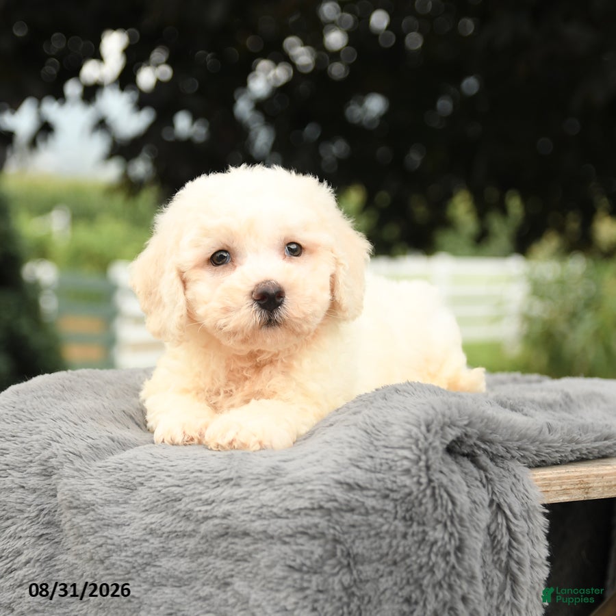 Bichon Frise dogs Lowel - Ad 2