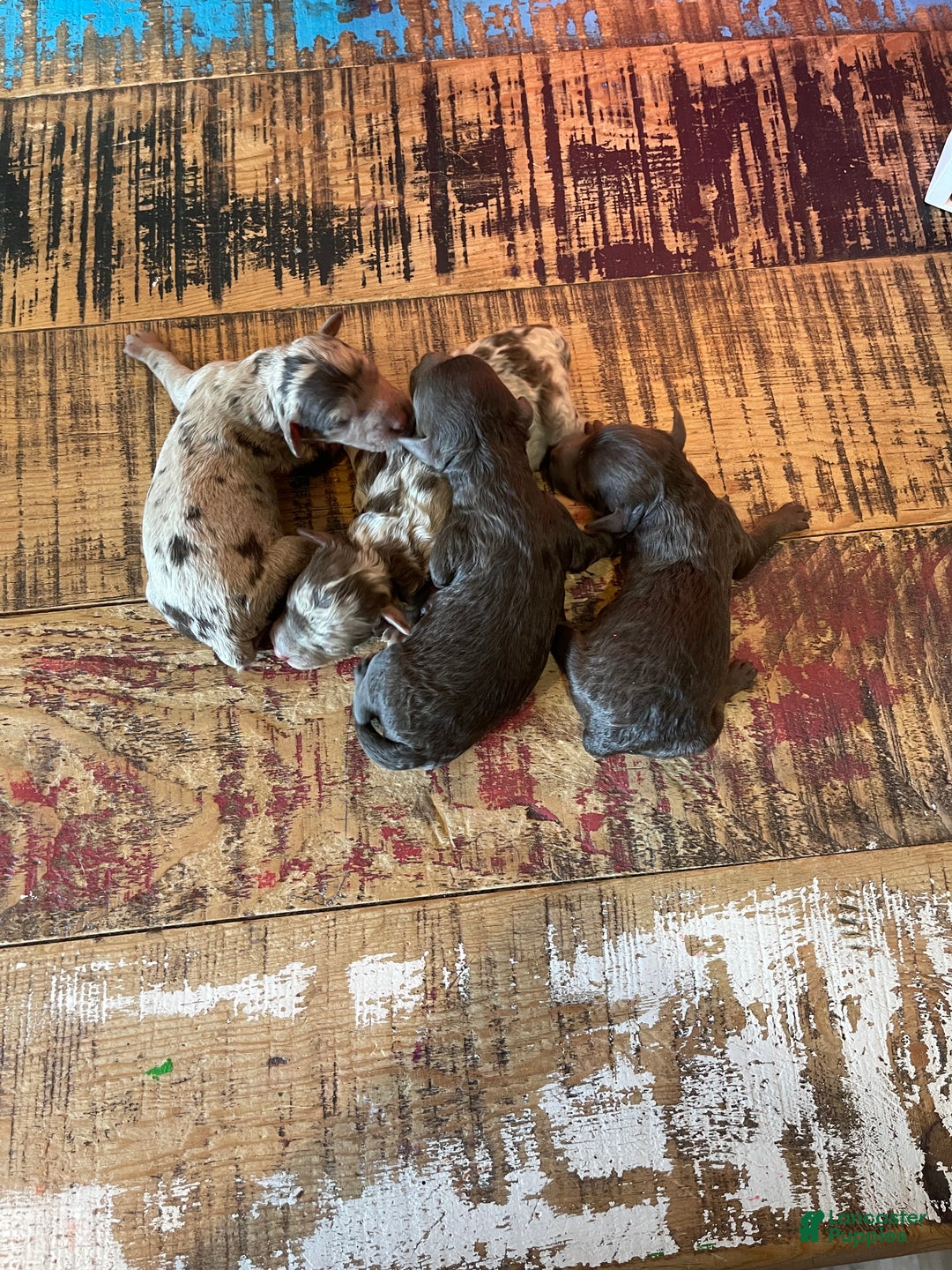 Miniature Poodle dogs for sale: Akc Clear Chocolate Merle Phantom Boy 1 - Ad 5