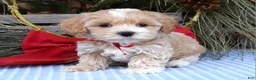 Maltipoo dogs for sale: Milo - Ad 6