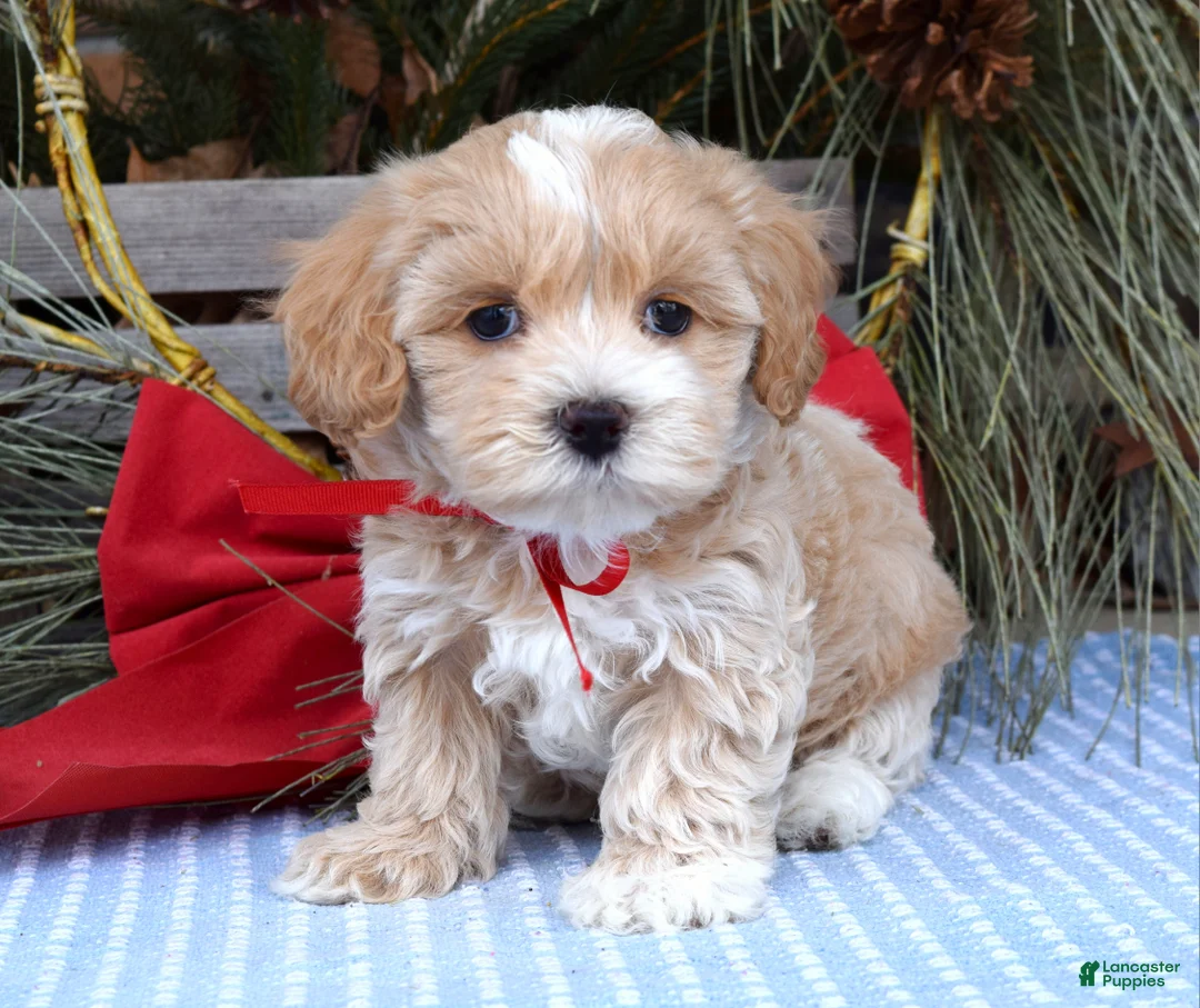 Maltipoo dogs for sale: Milo - Ad 6