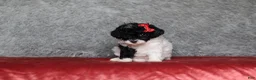 Mixed Breed dogs for sale: Ember - Ad 8