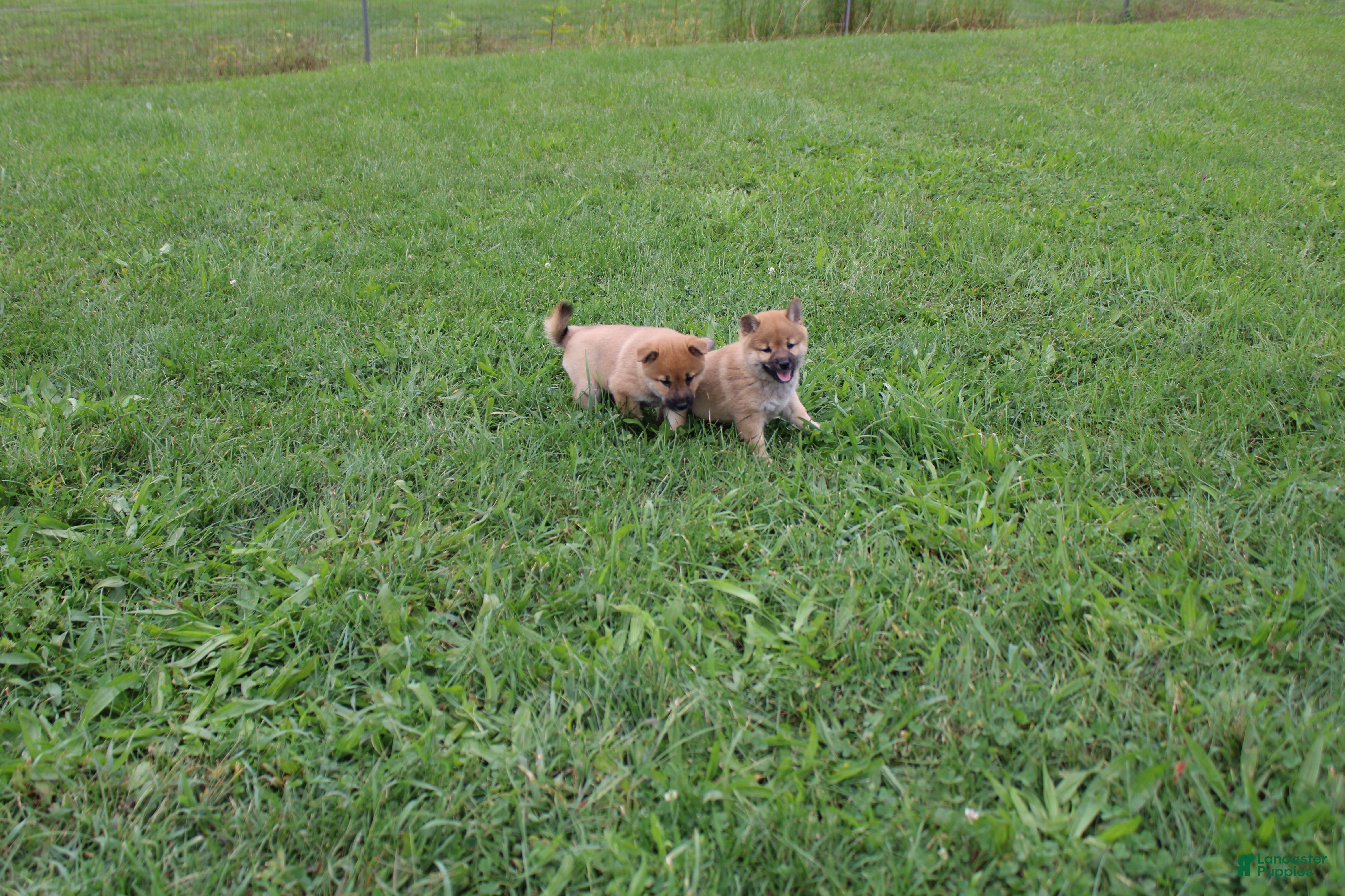 Shiba Inu dogs Shrimp - Ad 2