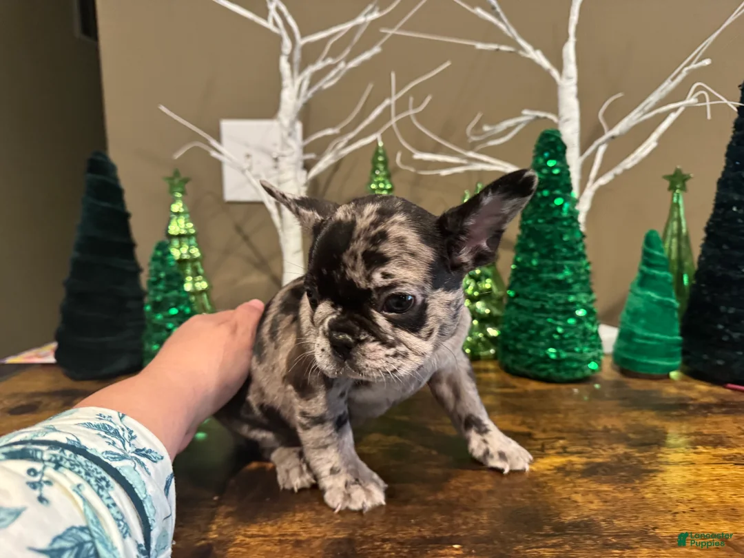 French Bulldog dogs for sale: French Bulldog Puppy 2 - Ad 3