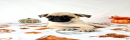 Pug dogs for sale: Petunia - Ad 5