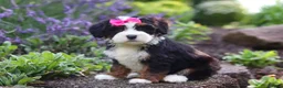Mini Bernedoodle dogs for sale: Juniper - Ad 3