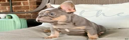 French Bulldog dogs for sale: BUCK  - Ad 1