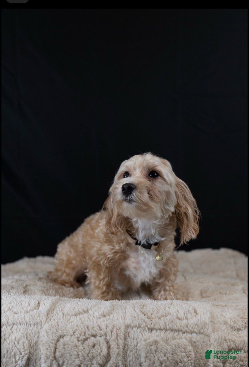 Maltipoo dogs for sale: Citrine - Ad 1