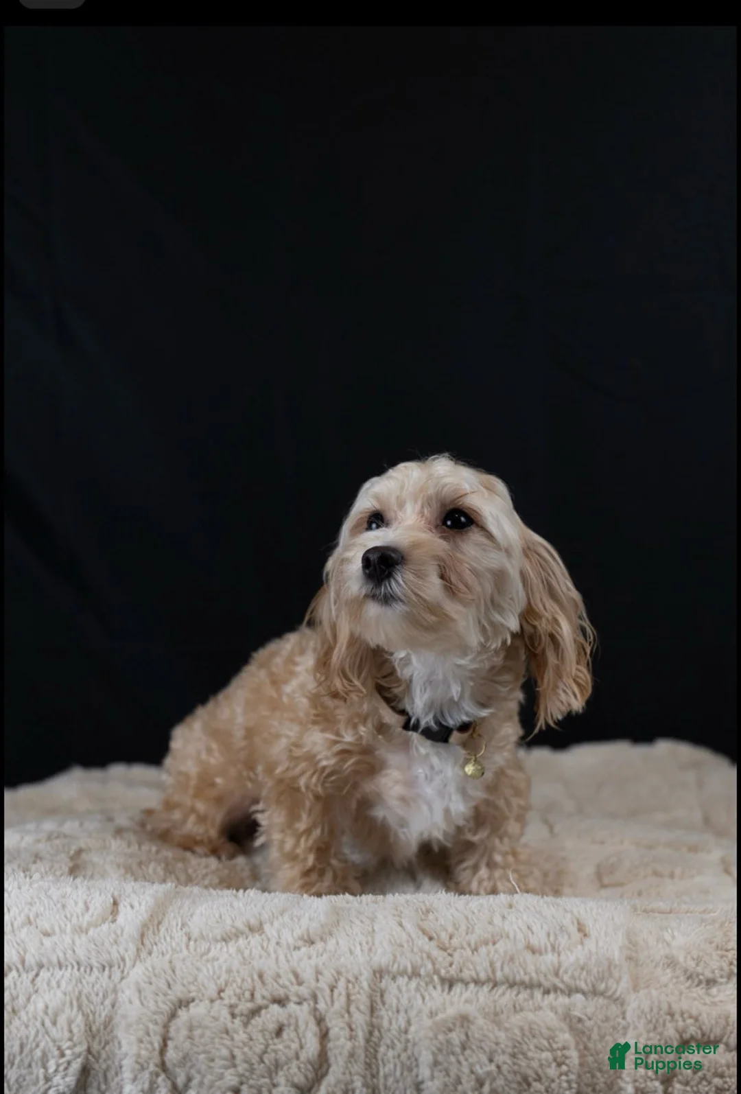 Maltipoo dogs for sale: Citrine - Ad 1