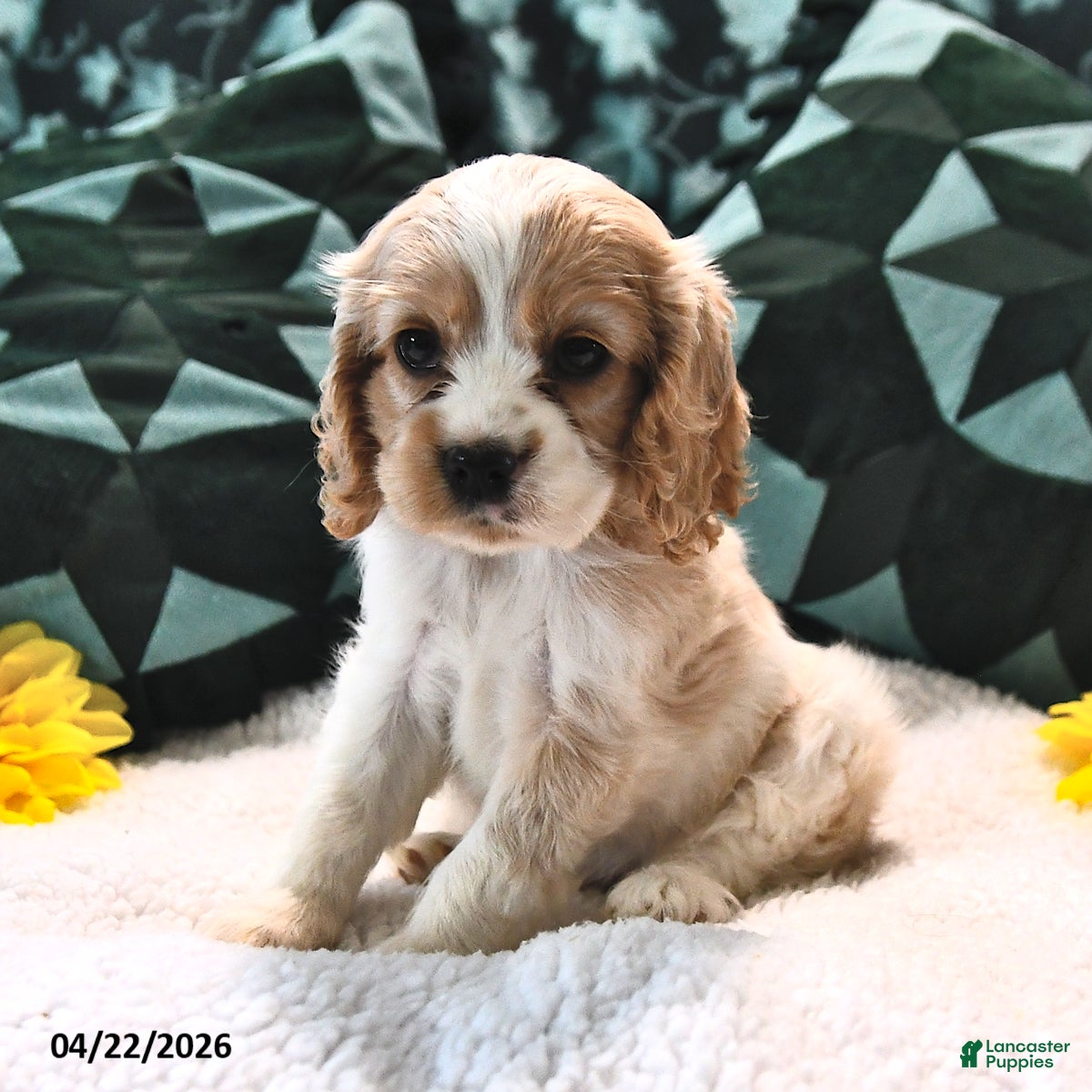 English Cocker Spaniel dogs Louanna Rose - Ad 2