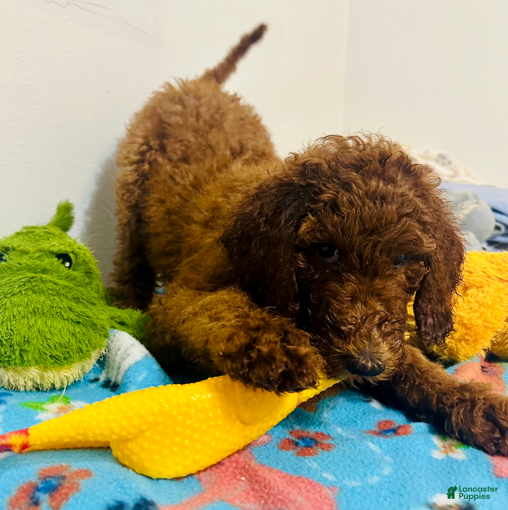 Standard Poodle dogs Orange - Ad 35