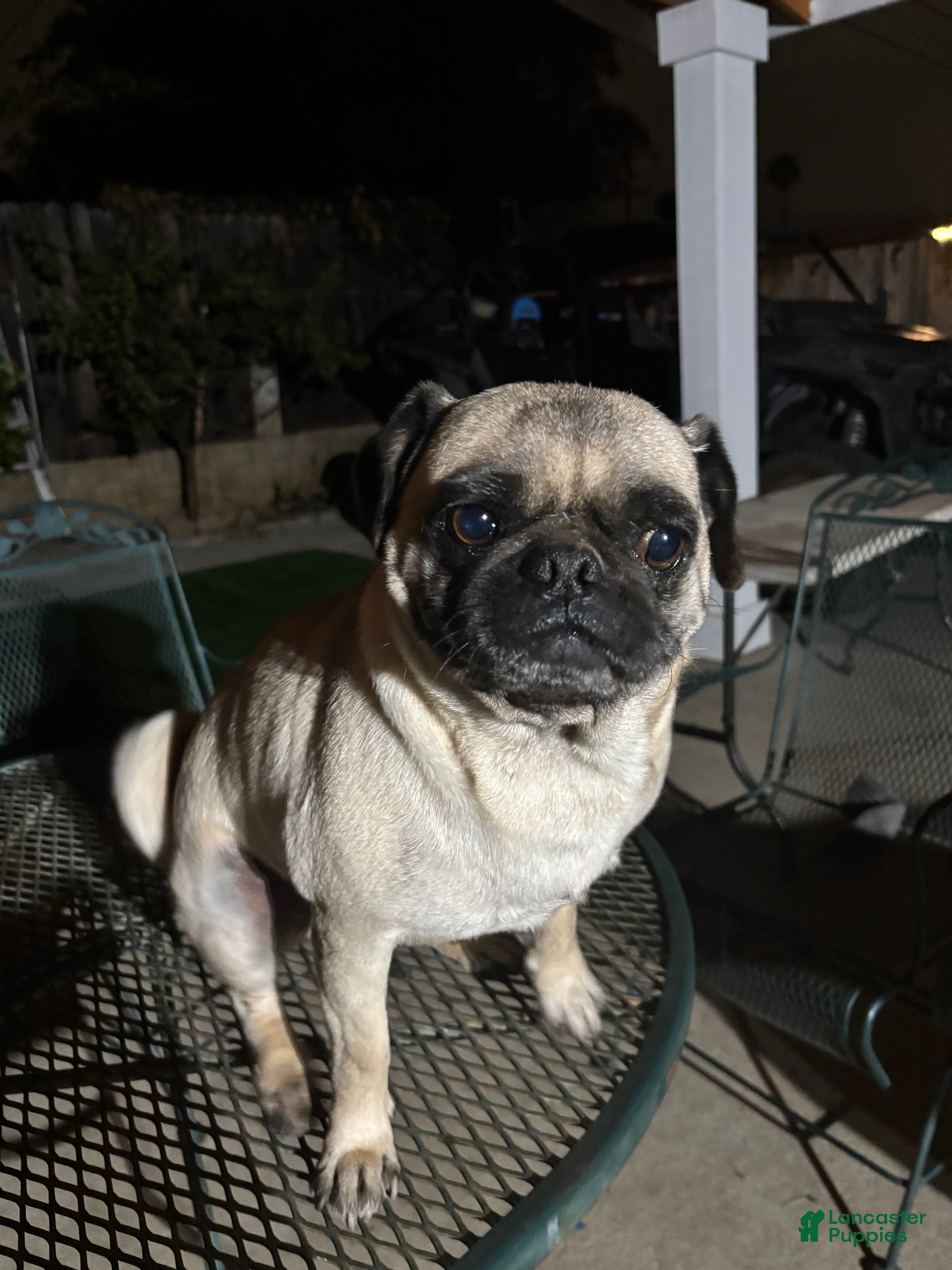 Max