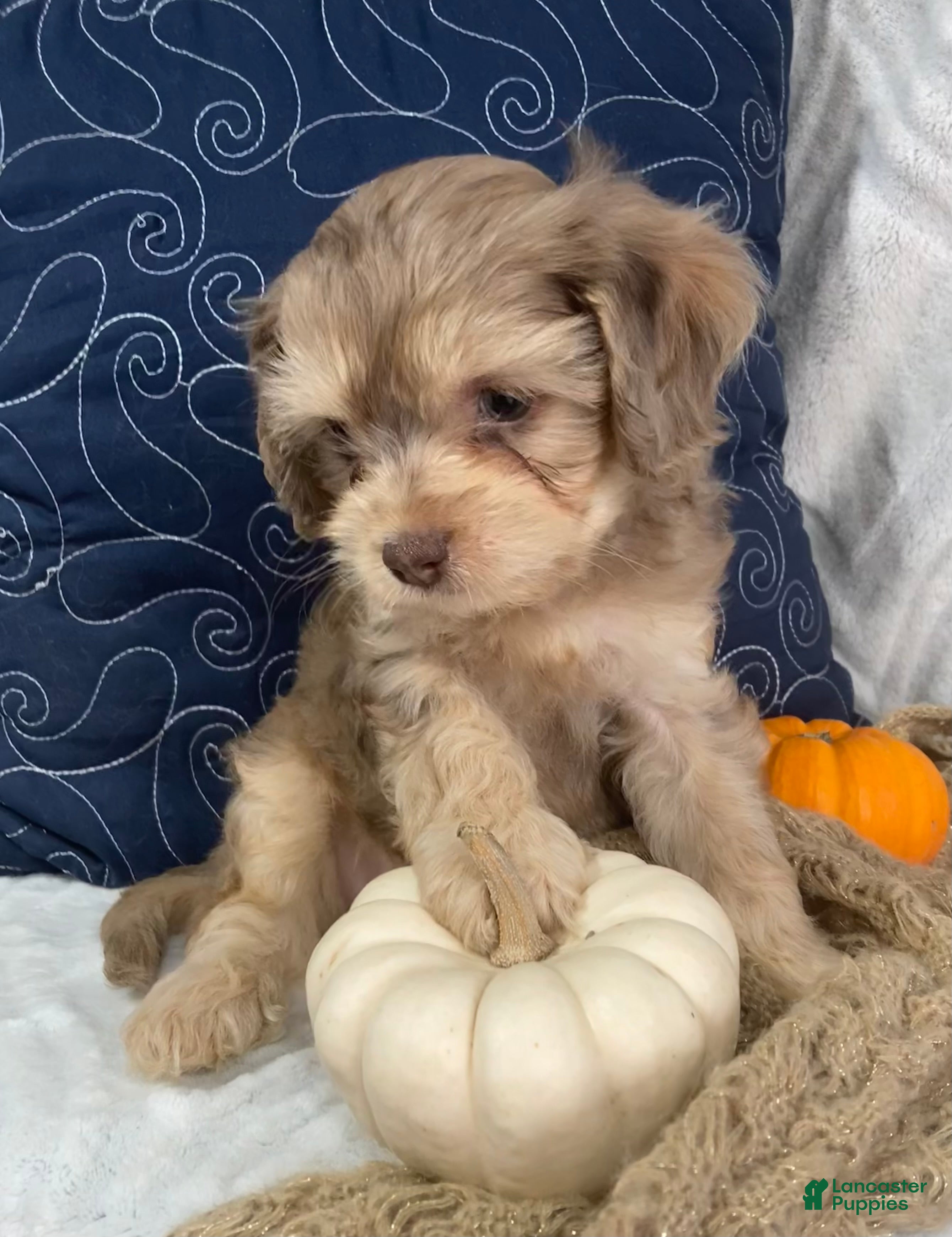 Cavapoo dogs for sale: Leif - Ad 2