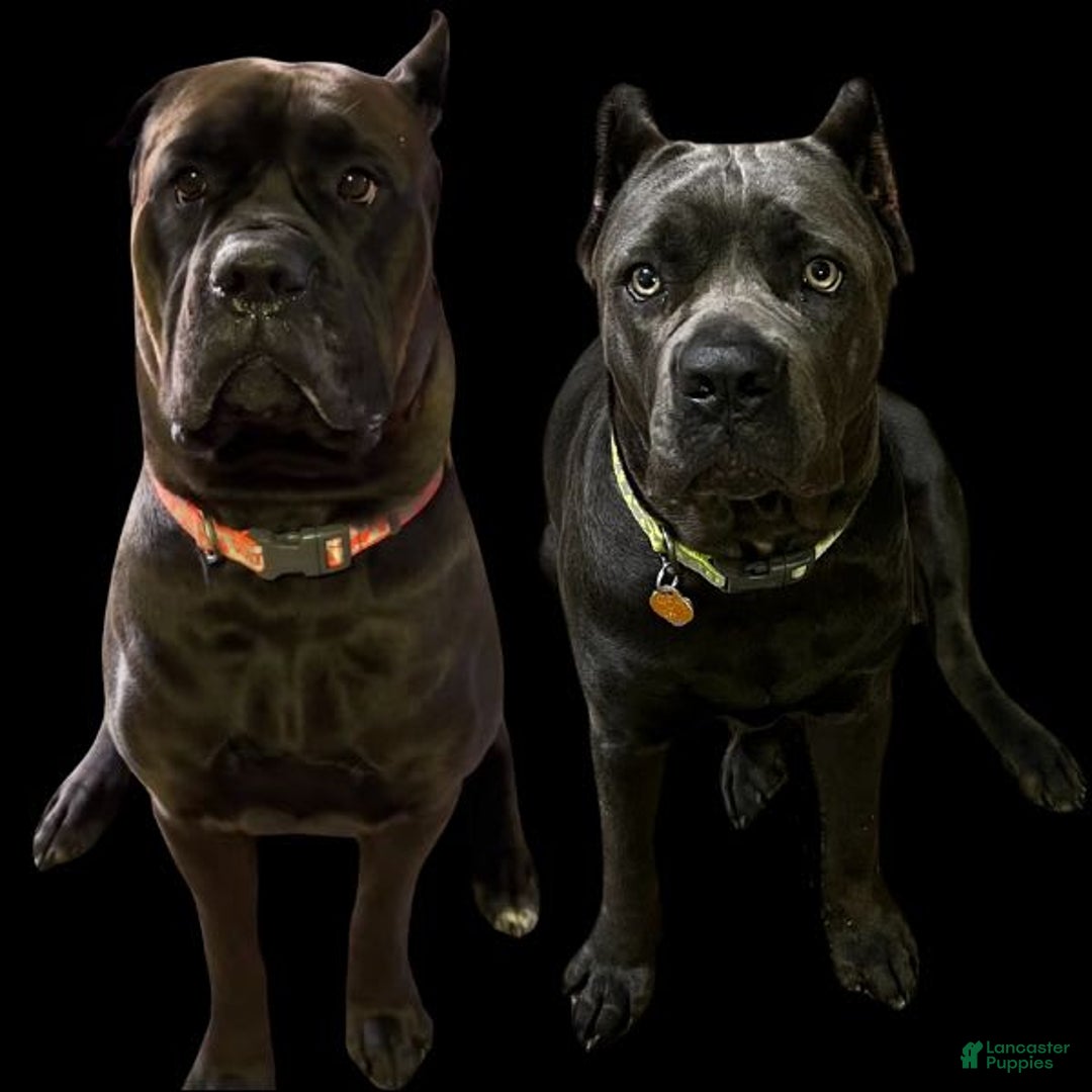 Gallery Image {{count}}