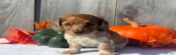 Miniature Dachshund dogs for sale: Gloria - Ad 6