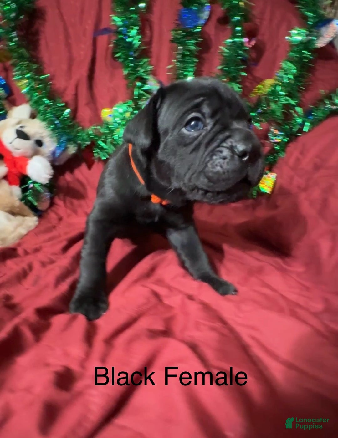 Cane Corso dogs for sale: Orange - Ad 6