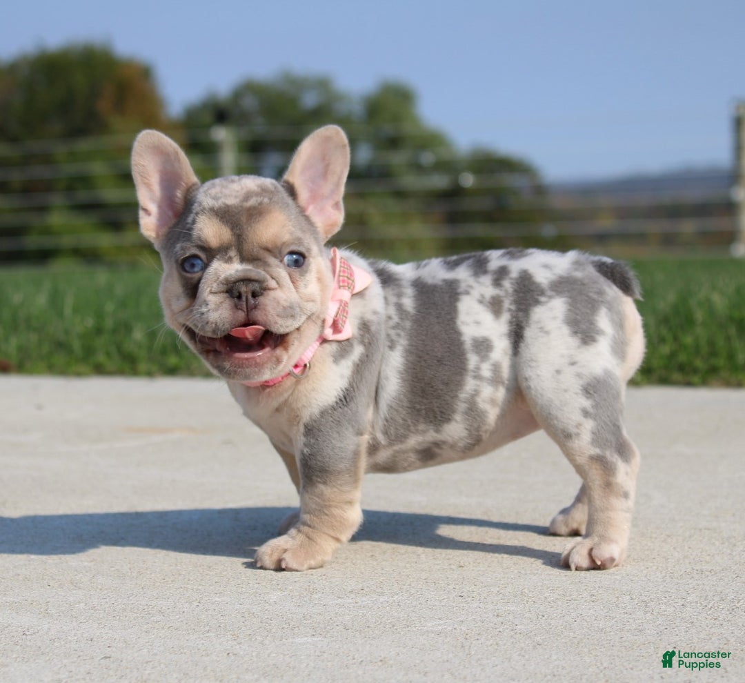 French Bulldog dogs for sale: Ava - Ad 4
