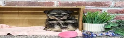 Miniature Schnauzer dogs for sale: Dior - Ad 2