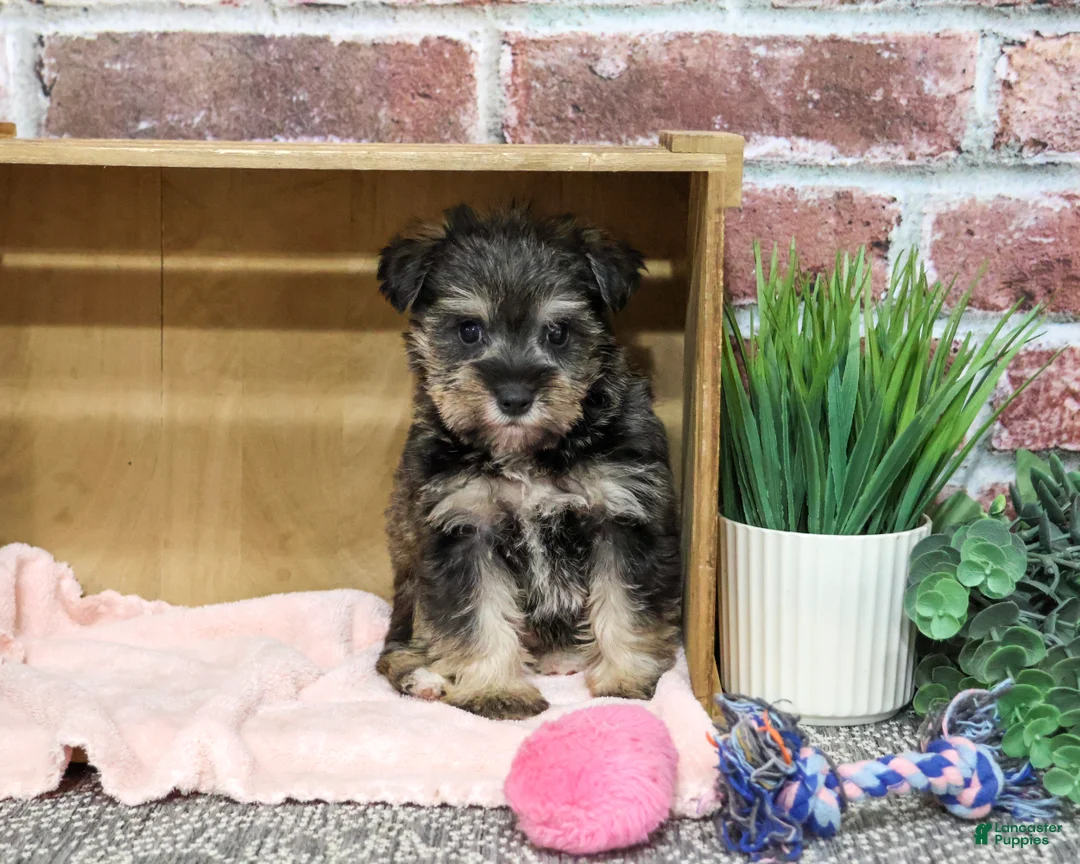 Miniature Schnauzer dogs for sale: Dior - Ad 2
