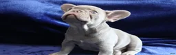 French Bulldog dogs for sale: Orange_M_2026 - Ad 8