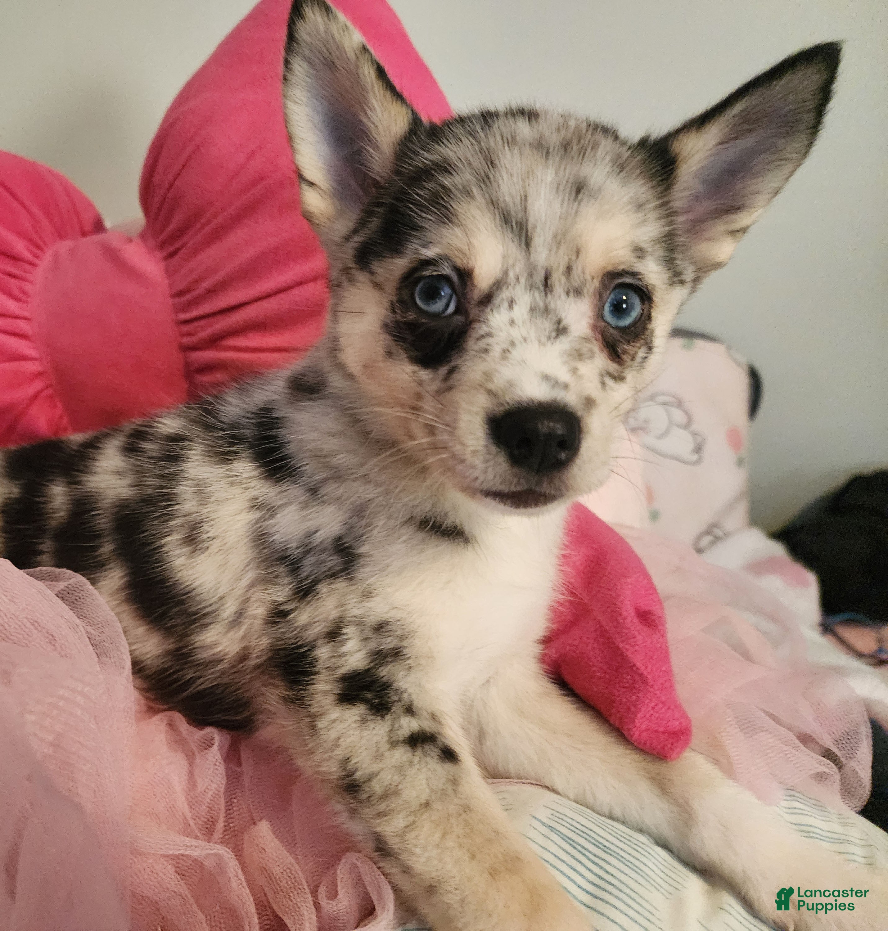 Pomsky dogs Daisy - Ad 10