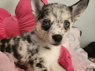 Pomsky dogs Daisy - Ad 10