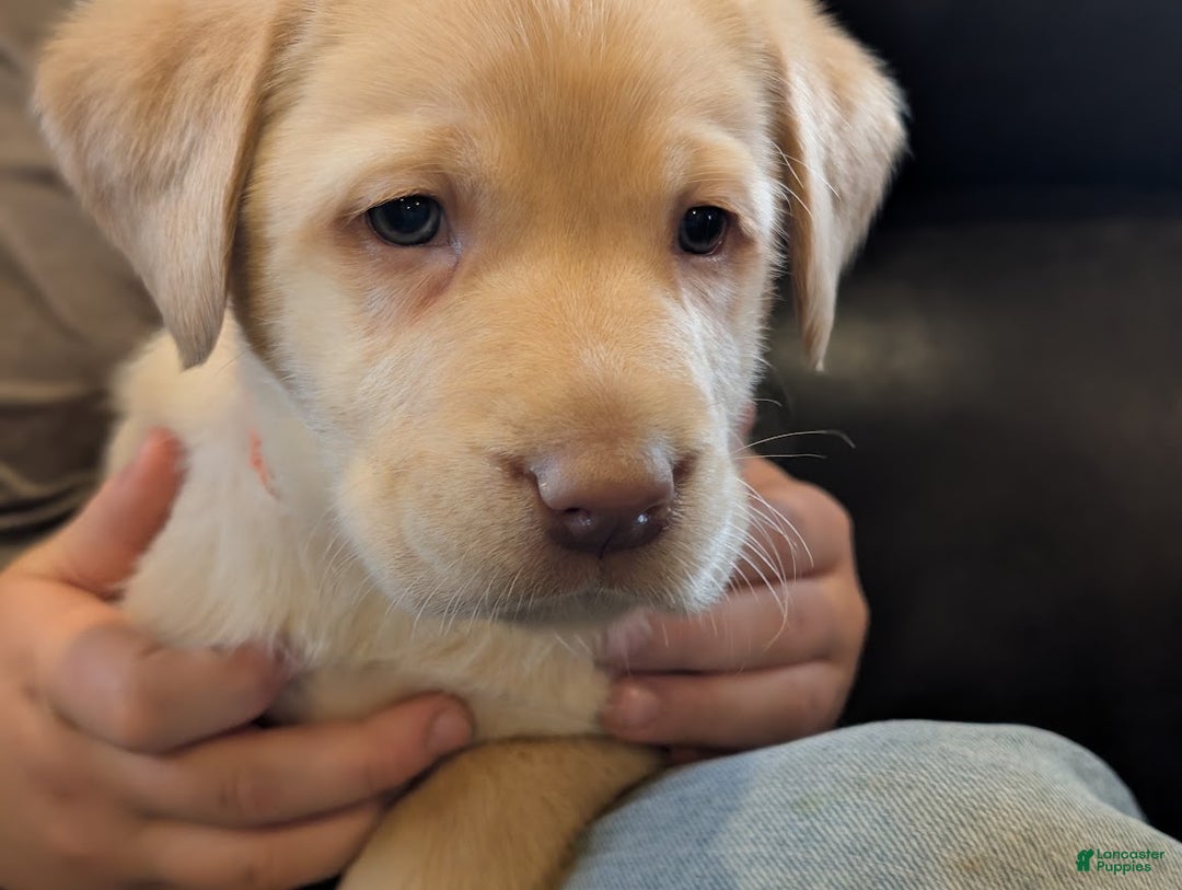 Labrador Retriever dogs for sale: Rylee - Ad 4