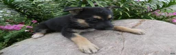 German Shepherd dogs for sale: German Shepherd 9 Carolina - Ad 3