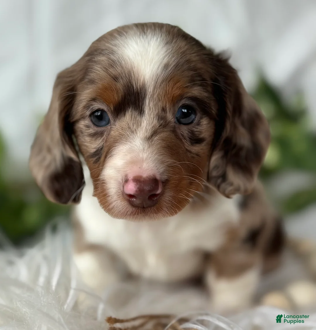 Miniature Dachshund dogs for sale: Special Baby Miniature Dachshund  - Ad 8