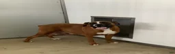 Boxer dogs for sale: Boxer Puppy 3- Susie - Ad 5
