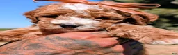 Cavapoo dogs for sale: Sweet Potato - Ad 3