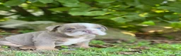 English Bulldog dogs for sale: SQUISHY PAWS - Ad 12