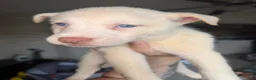 Pitsky dogs for sale: Tina - Ad 12