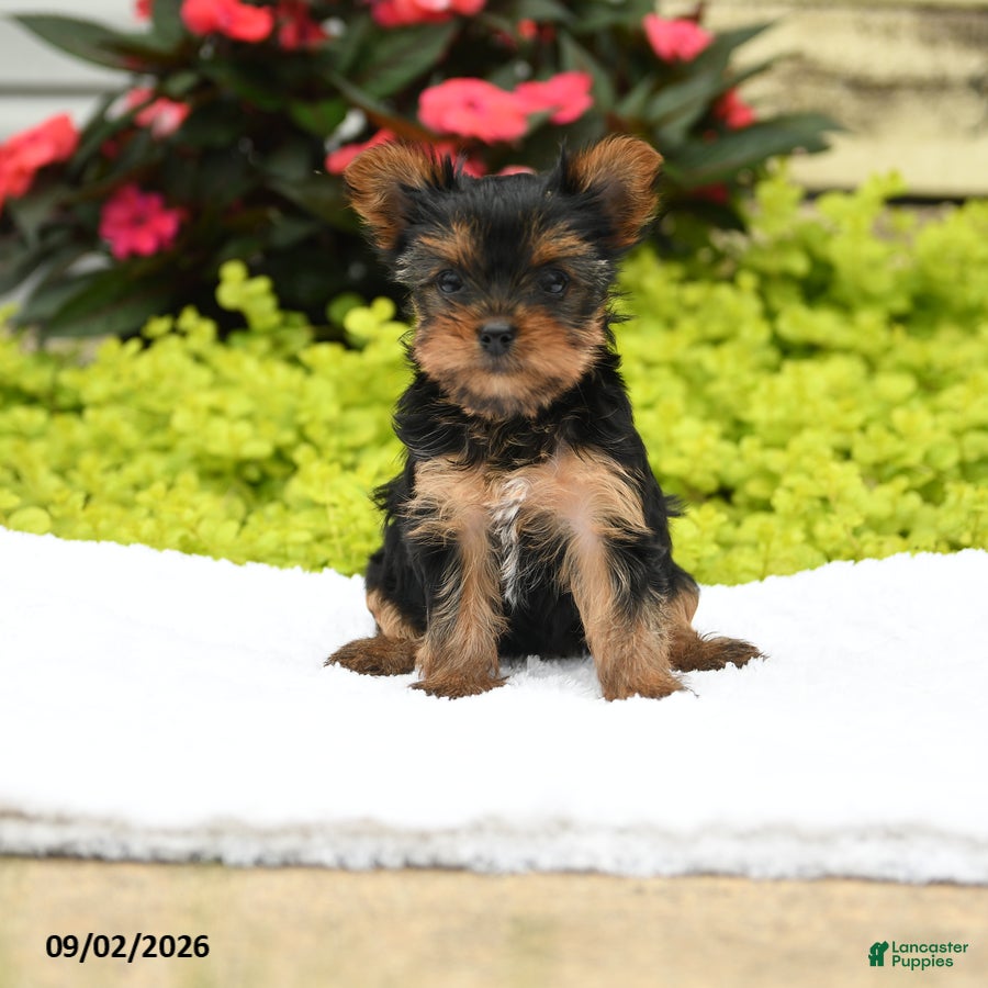 Yorkshire Terrier dogs Bonnie - Ad 1
