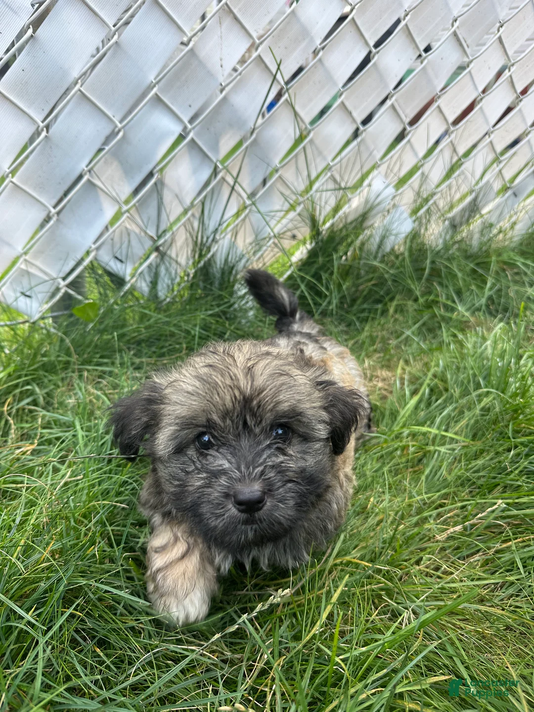 Mixed Breed dogs for sale: Mixed Breed 3 - Ad 1