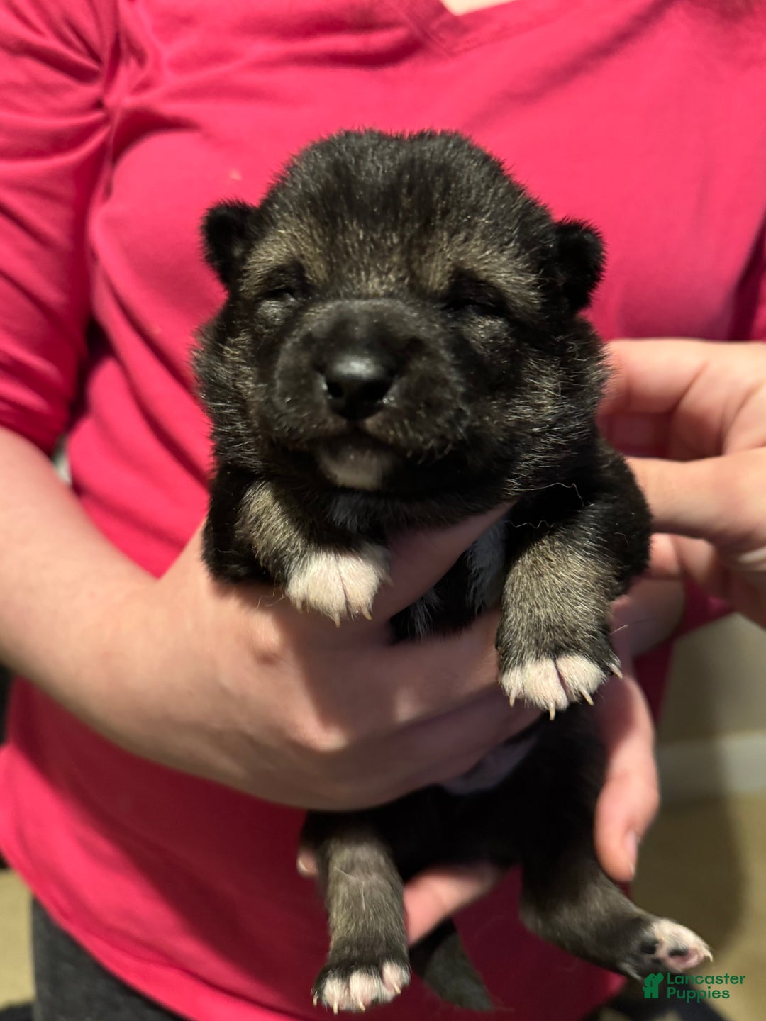 Shiba Inu dogs for sale: Shiba Inu Puppy 1 - Ad 6