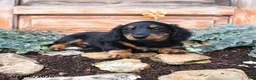 Miniature Dachshund dogs for sale: Randy - Ad 4