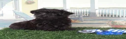 Yorkiepoo dogs for sale: Earl-Handsome Little Yorkie-poo Puppy  - Ad 3