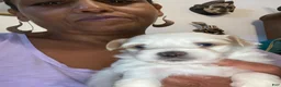 Shorkie dogs for sale: Rice - Ad 1