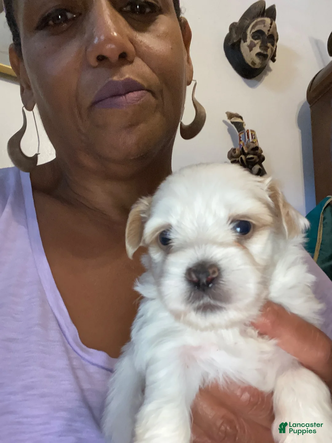 Shorkie dogs for sale: Rice - Ad 1
