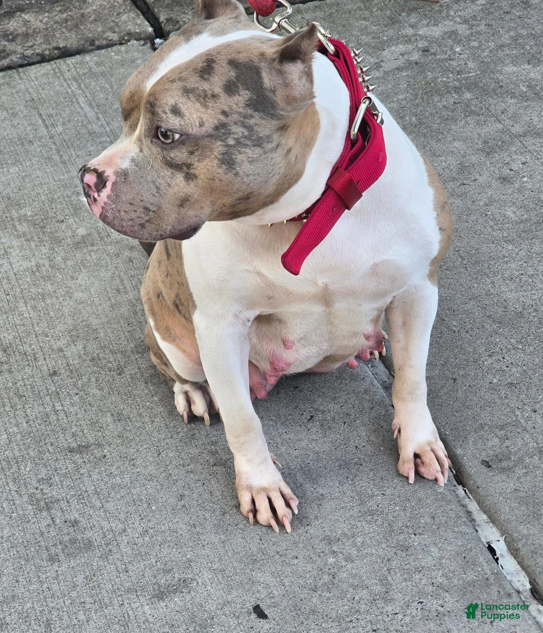 American Bully dogs for sale: American Bully 4 - Ad 2