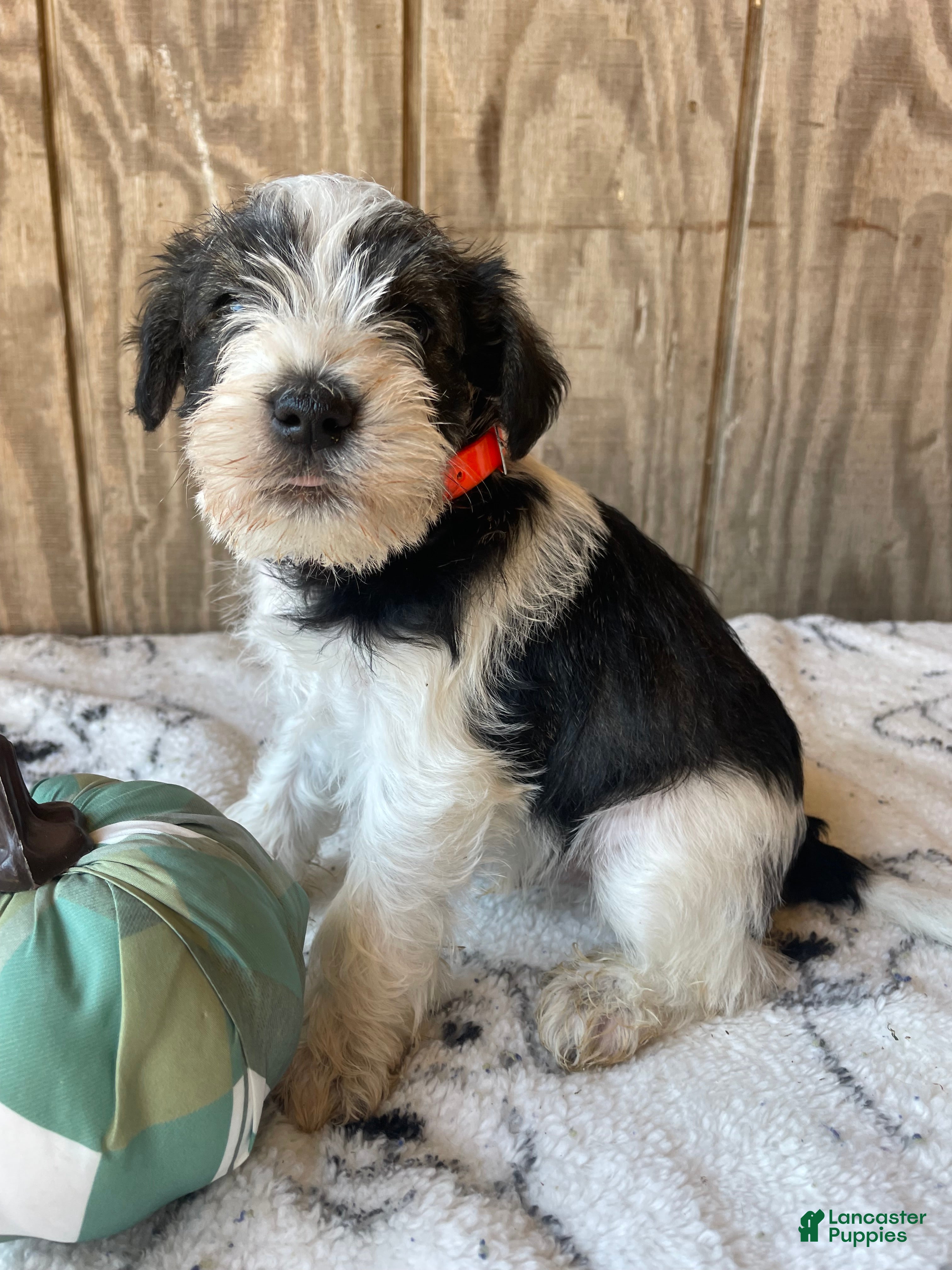 Miniature Schnauzer dogs Felix - Ad 2