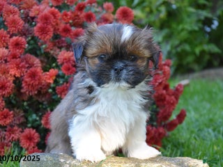 Shih Tzu dogs - Ad 28