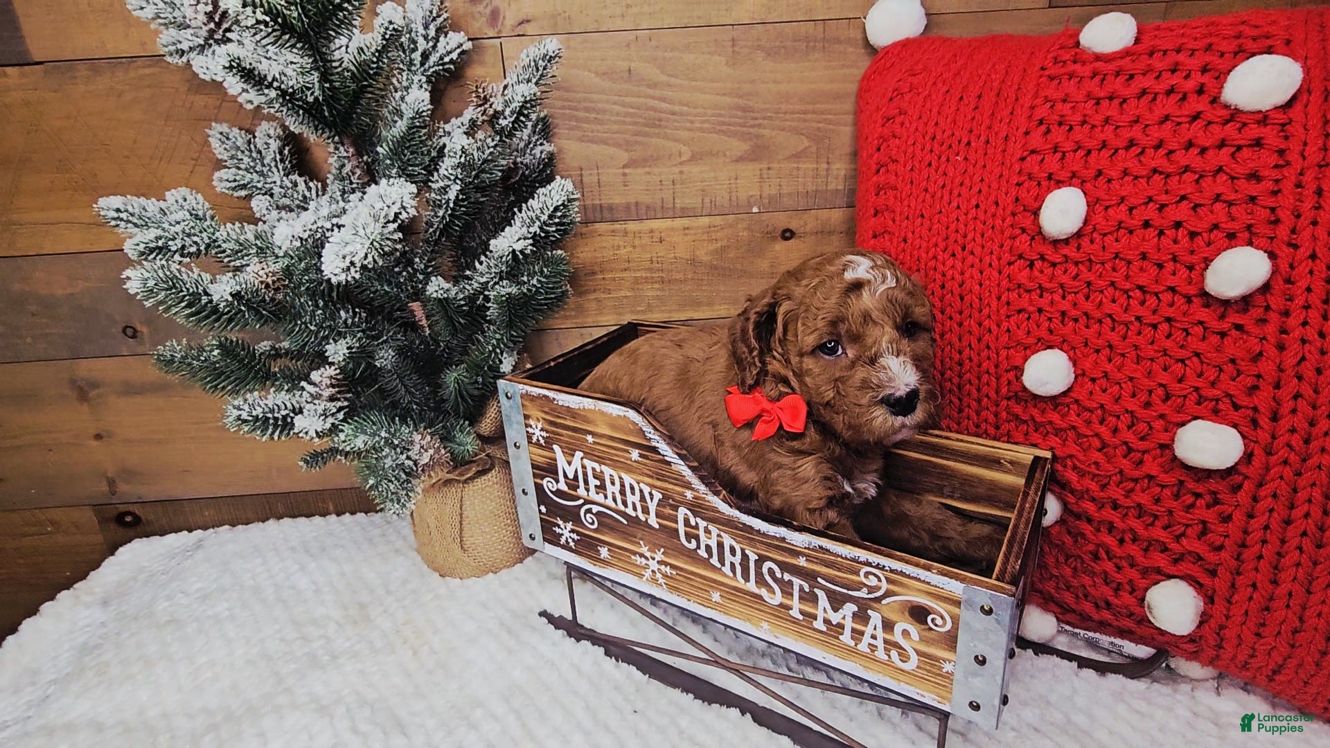 Mini Goldendoodle dogs Gabriel - Ad 10