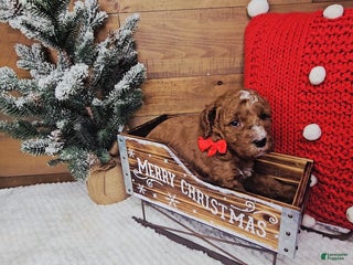 Mini Goldendoodle dogs Gabriel - Ad 41