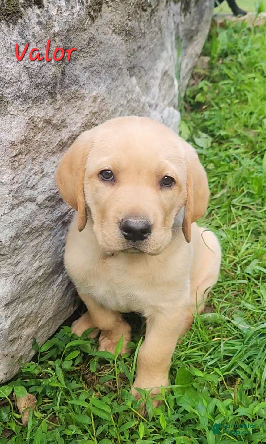 Labrador Retriever dogs Valor  - Ad 2